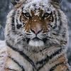 babytigers_6